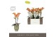 Phalaenopsis multiflora paprika Exclusivo - Paprika - 2 tak - Emilia G 