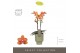 Phalaenopsis multiflora paprika Exclusivo - Paprika - 2 tak - Emilia G 