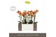 Phalaenopsis multiflora paprika Exclusivo - Paprika - 2 tak - Emilia G 