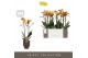 Phalaenopsis multiflora anthura las vegas Exclusivo - Las Vegas - 2 ta 