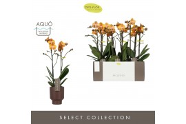 Phalaenopsis multiflora anthura las vegas Exclusivo - Las Vegas - 2 ta