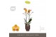 Phalaenopsis multiflora anthura las vegas Exclusivo - Las Vegas - 2 ta 
