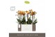Phalaenopsis multiflora anthura las vegas Exclusivo - Las Vegas - 2 ta 