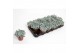 Echeveria zonder bloem Crispes 