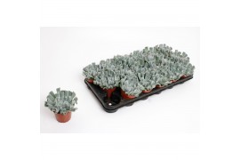 Echeveria zonder bloem Crispes