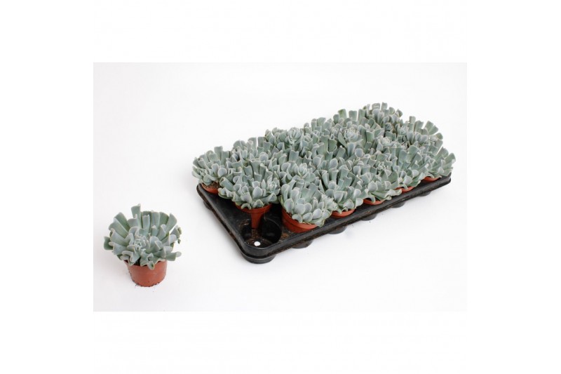 Echeveria zonder bloem Crispes 
