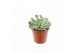 Echeveria zonder bloem Crispes 
