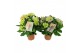 Hydrangea macr. tivoli Bicolor Mix 7-8 Bloem 