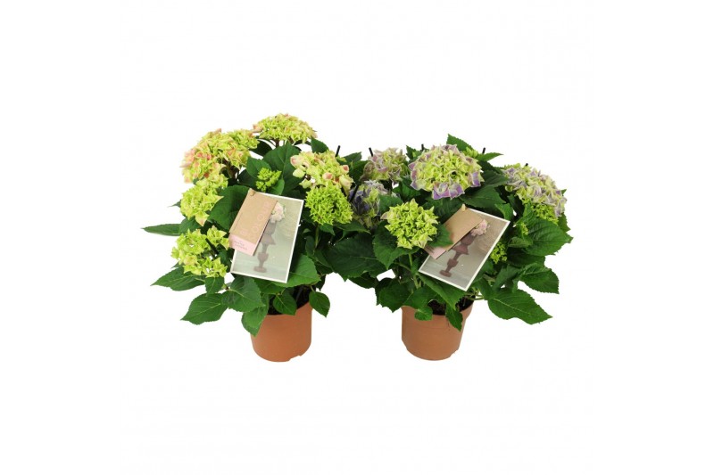 Hydrangea macr. tivoli Bicolor Mix 7-8 Bloem 