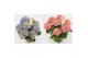 Hydrangea macr. tivoli Bicolor Mix 7-8 Bloem 