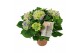 Hydrangea macr. tivoli Bicolor Blauw 7-8 BLoem 