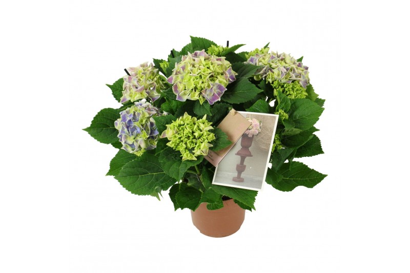 Hydrangea macr. tivoli Bicolor Blauw 7-8 BLoem 