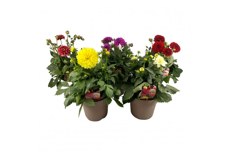 Dahlia dalina maxi mix xxl 