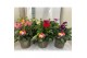 Dahlia dalina maxi mix xxl 