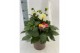 Dahlia dalina maxi mix xxl 
