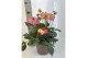 Dahlia dalina maxi mix xxl 