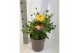 Dahlia dalina maxi mix xxl 