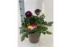 Dahlia dalina maxi mix xxl 