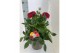 Dahlia dalina maxi mix xxl 