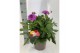 Dahlia dalina maxi mix xxl 