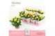Rosa amorosa yellow dolcamore 