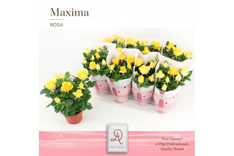 Rosa amorosa yellow dolcamore 