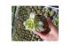 Aeonium Aeonium Kiwi 