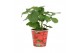 Fragaria in beker aardbei 