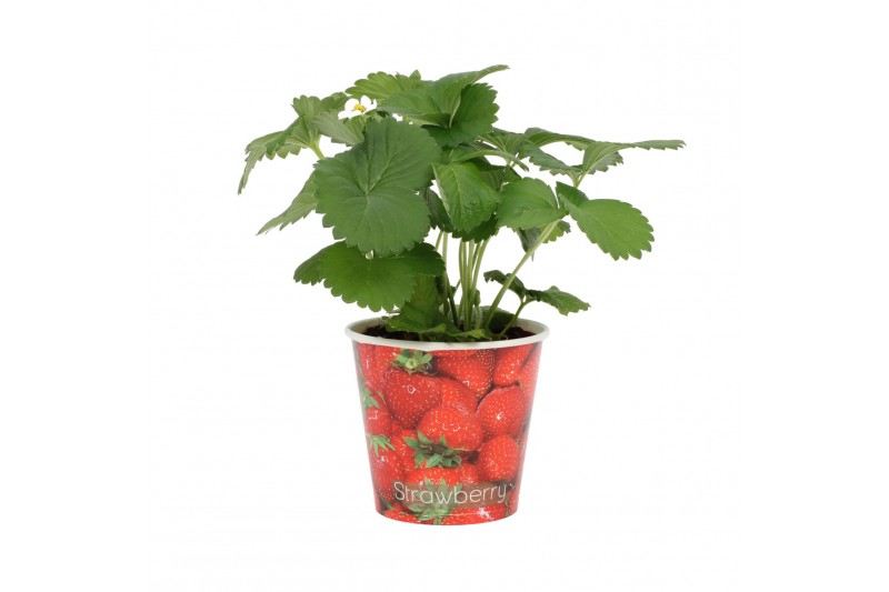 Fragaria in beker aardbei 