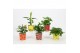 Fragaria in beker aardbei 