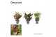 Codiaeum variegatum mix 3 soort kopstek decorum 
