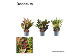 Codiaeum variegatum mix 3 soort kopstek decorum