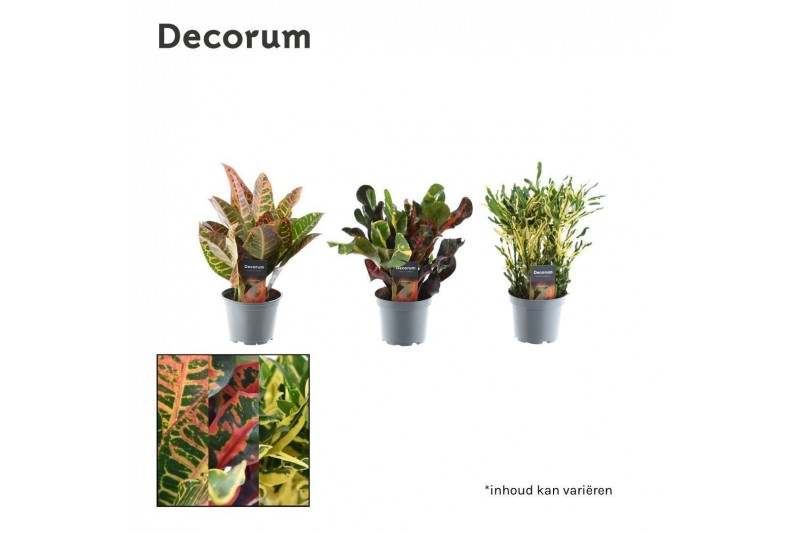 Codiaeum variegatum mix 3 soort kopstek decorum Codiaeum variegatum mix 3 soort kopstek decorum