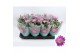 Chrysanthemum ind. rainbow rosy stadium 2 