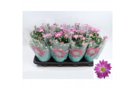 Chrysanthemum ind. rainbow rosy stadium 2