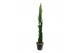Cupressus sempervirens 