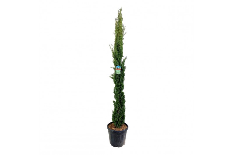 Cupressus sempervirens 