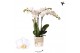 Phalaenopsis multiflora floriclone snowflake Kolibri Orchids Phalaenop 
