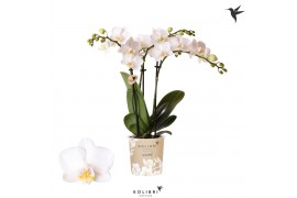 Phalaenopsis multiflora floriclone snowflake Kolibri Orchids Phalaenop