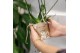 Phalaenopsis multiflora floriclone snowflake Kolibri Orchids Phalaenop 