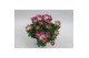Chrysanthemum ind. rainbow pink secret 