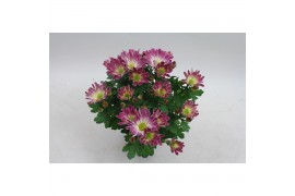 Chrysanthemum ind. rainbow pink secret