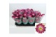 Chrysanthemum ind. rainbow passion stadium 2 