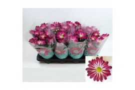 Chrysanthemum ind. rainbow passion stadium 2