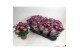 Chrysanthemum ind. rainbow passion stadium 2 