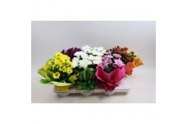 Chrysanthemum ind. mix rondella