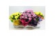 Chrysanthemum ind. mix rondella 