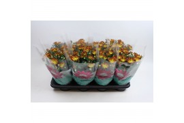 Chrysanthemum ind. rainbow vulcano stadium 2