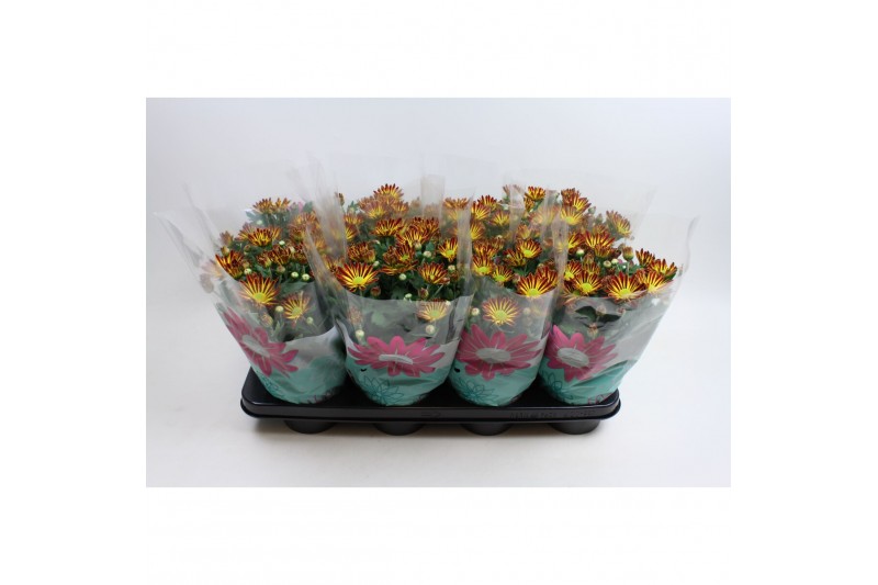 Chrysanthemum ind. rainbow vulcano stadium 2 