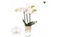 Phalaenopsis floriclone silly tommy Kolibri Orchids Phalaenopsis Alask 